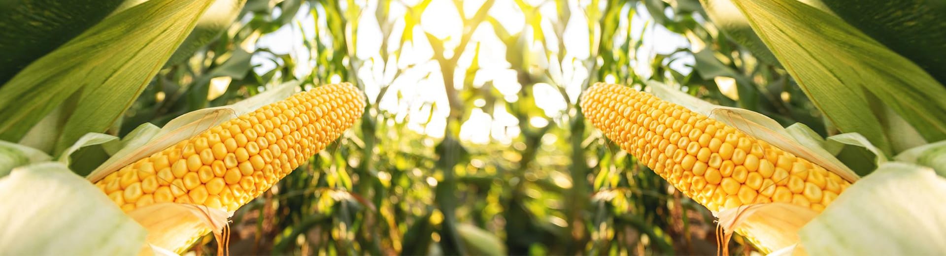 Processamento de Milho